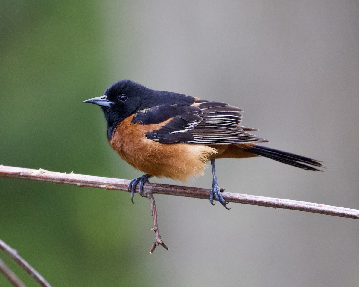 Orchard Oriole - ML567358071