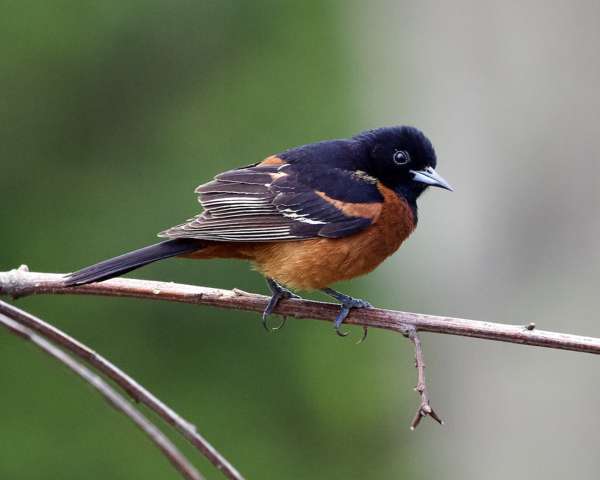 Orchard Oriole - ML567358081