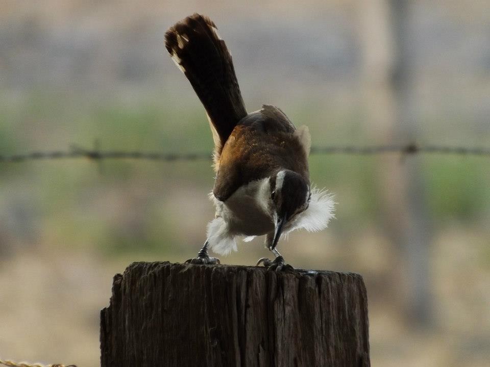 Bicolored Wren - ML567358111