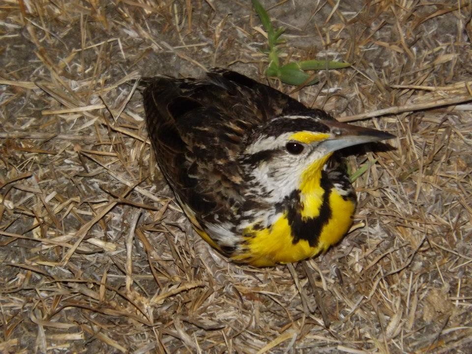 Eastern Meadowlark - ML567358231