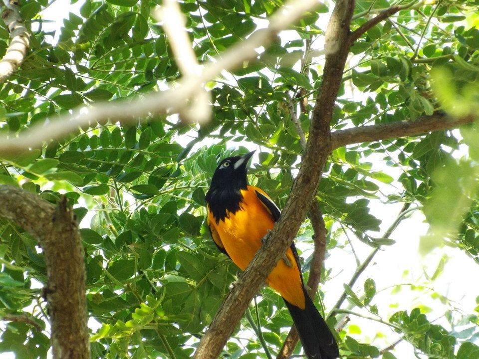 Venezuelan Troupial - ML567358311