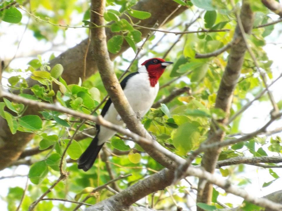 Masked Cardinal - ML567358601