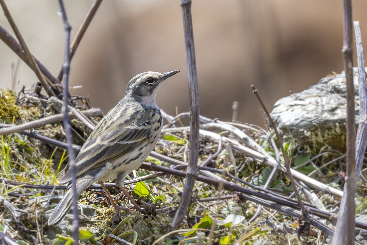 Rosy Pipit - ML567358701