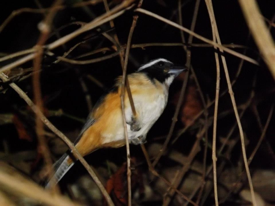 Buff-throated Saltator - Maro Tulio Pacheco Caballero