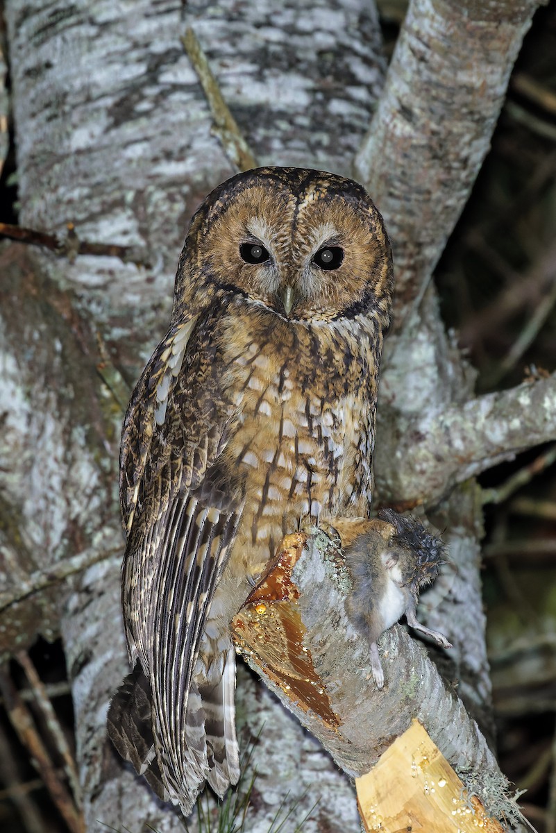 Himalayan Owl - Bradley Hacker 🦜