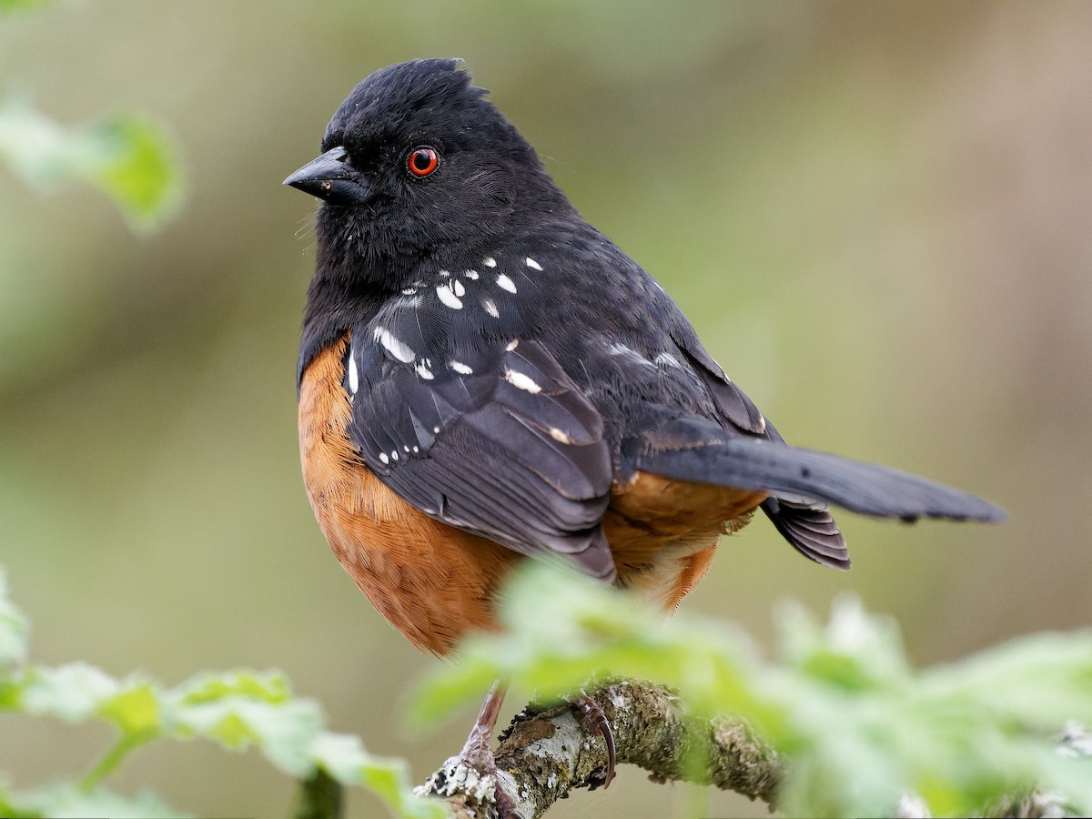 Spotted Towhee - Dale Floer