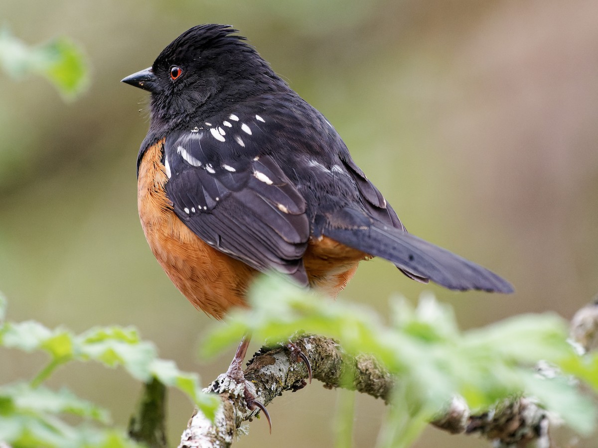 Spotted Towhee - ML567359761