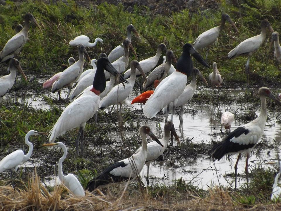 Jabiru d'Amérique - ML567359911