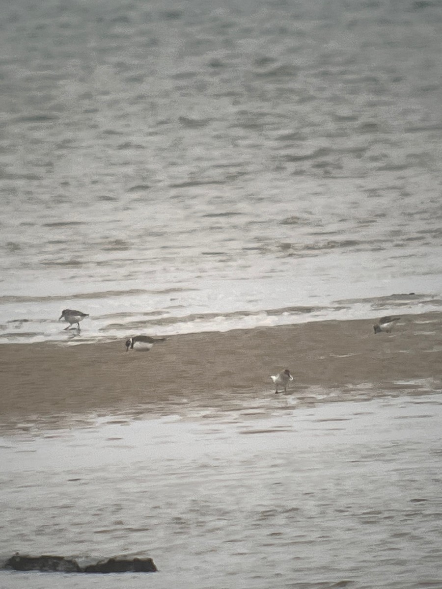 Western Sandpiper - ML567361171