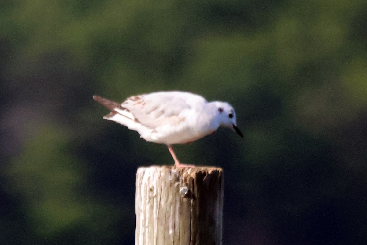 Bonaparte's Gull - ML567361281