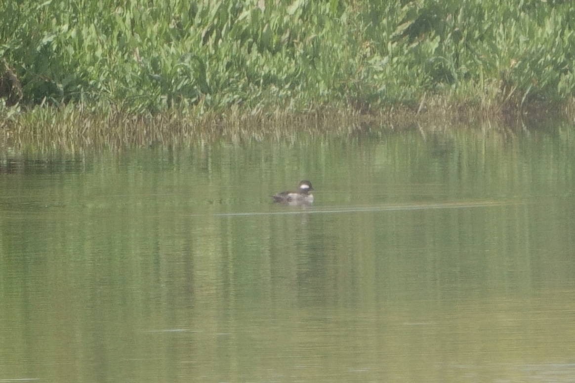 Bufflehead - ML567364181