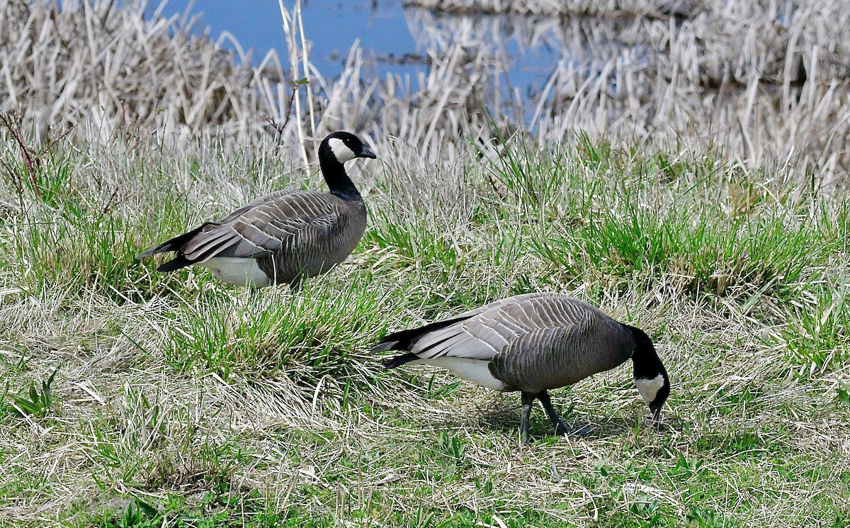 Cackling Goose - Norman Eshoo