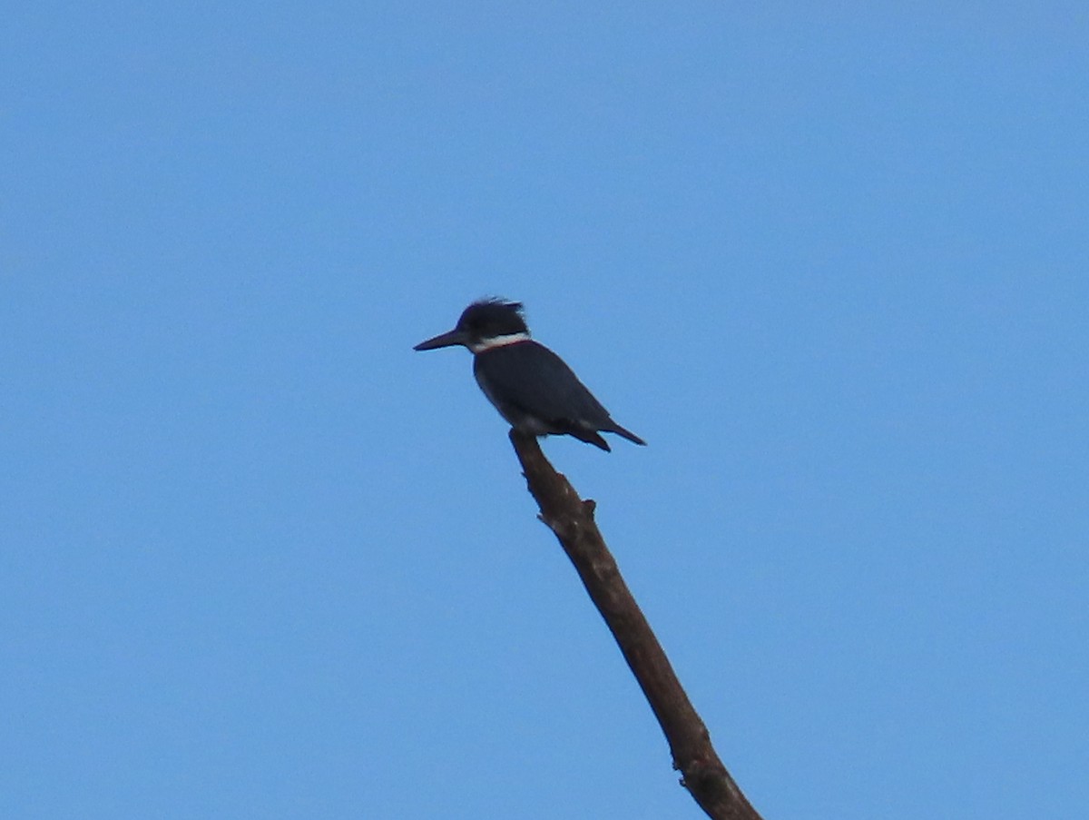 Belted Kingfisher - ML567365131