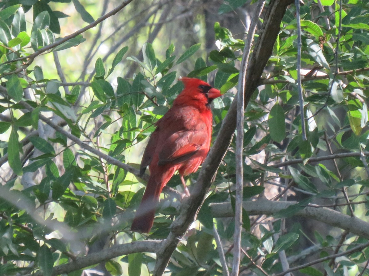 Northern Cardinal - ML567365541