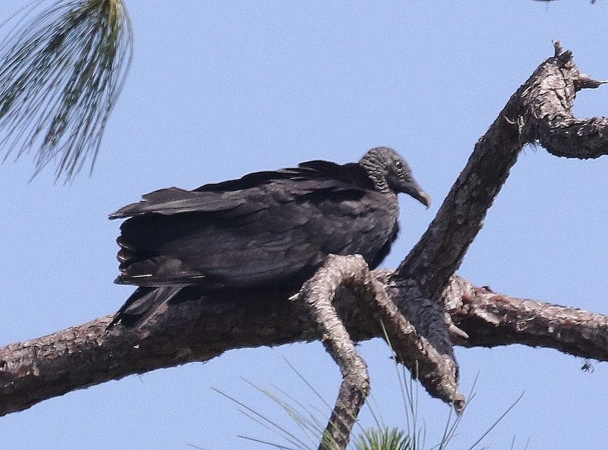 Black Vulture - ML567366891