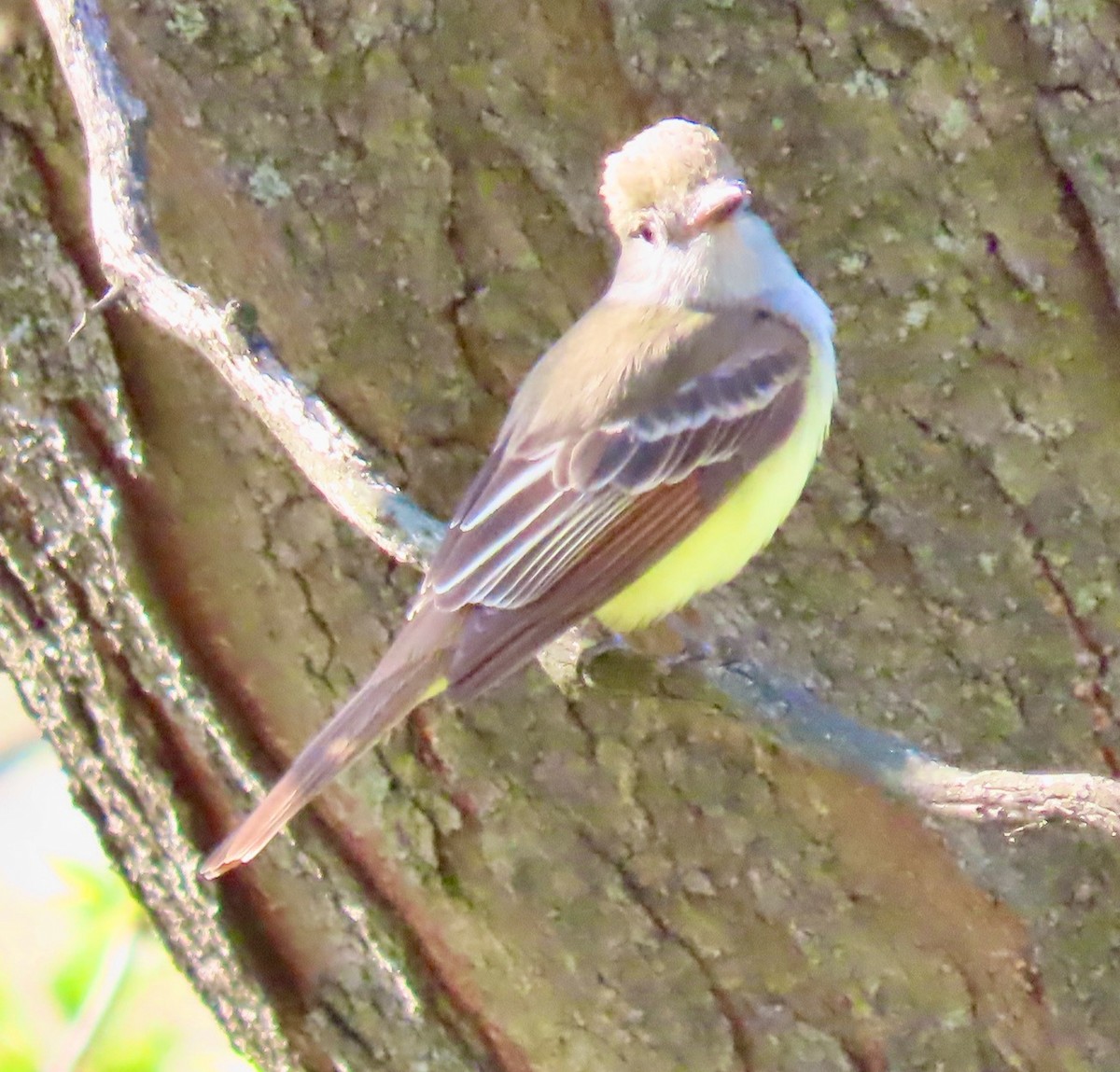 Great Crested Flycatcher - Randy Shonkwiler