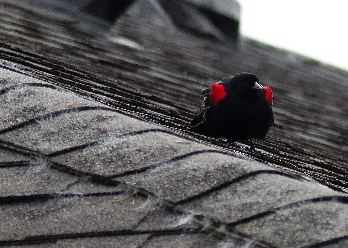 Red-winged Blackbird (California Bicolored) - Rob Fowler