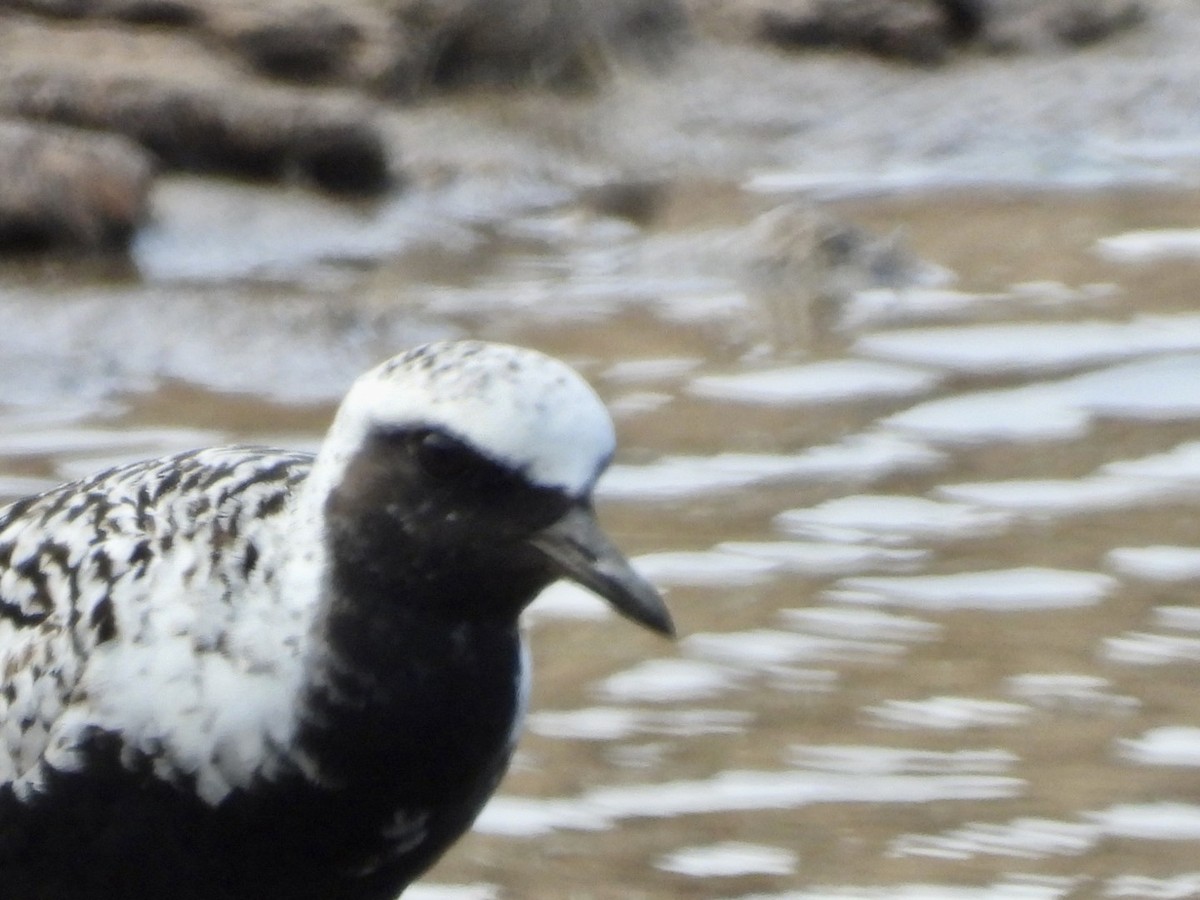 Black-bellied Plover - ML567369901