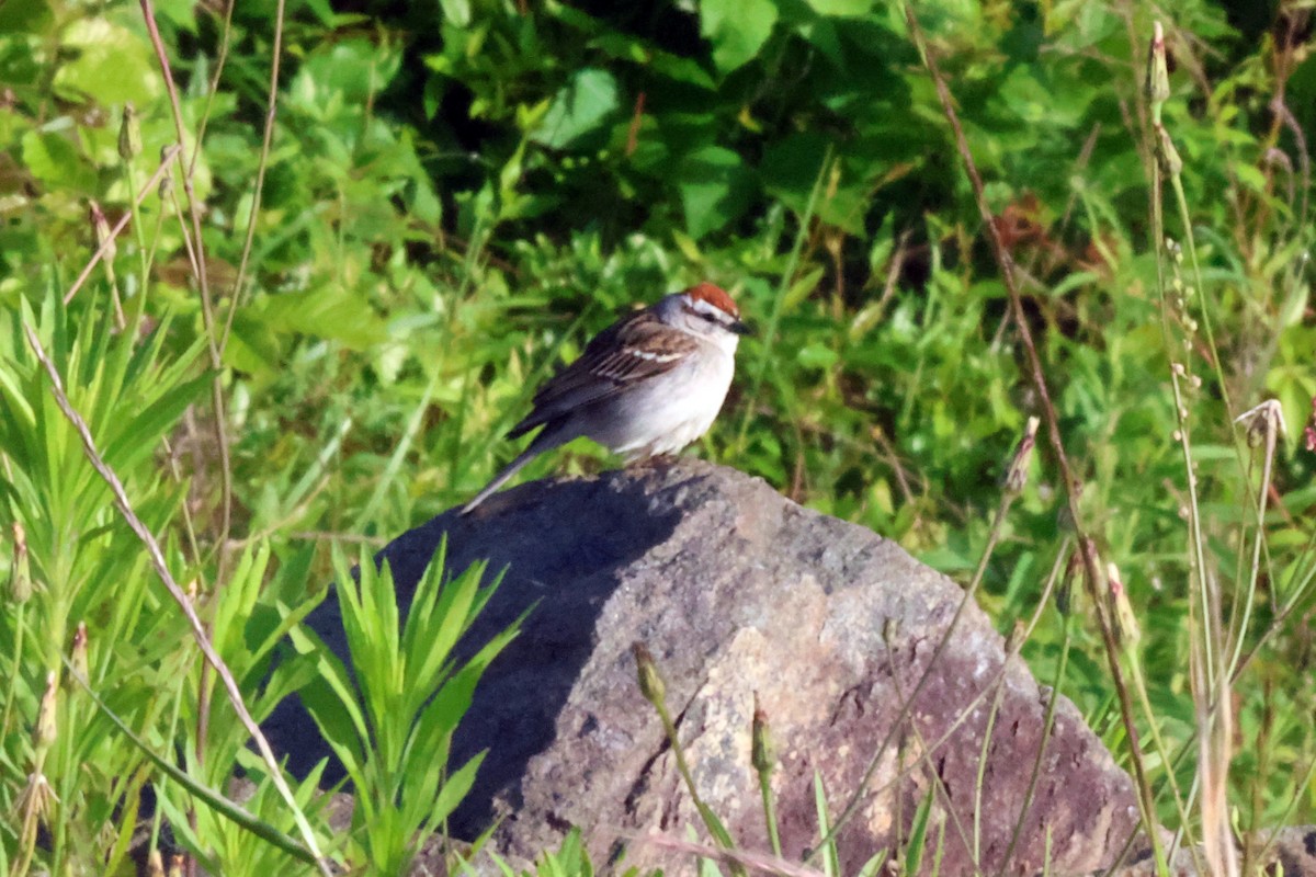 Chipping Sparrow - ML567371481