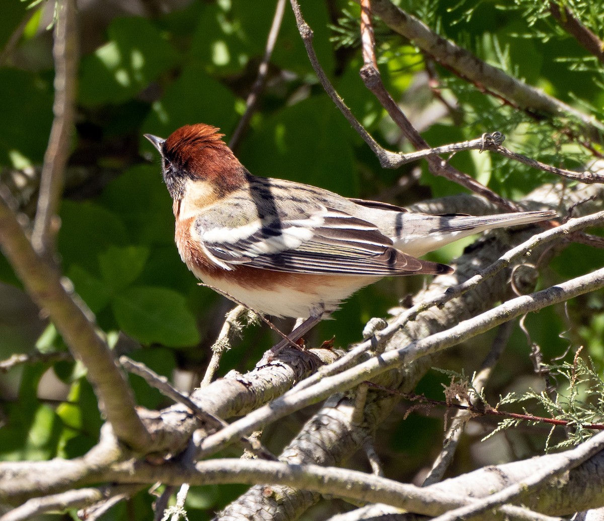 Paruline à poitrine baie - ML567371491