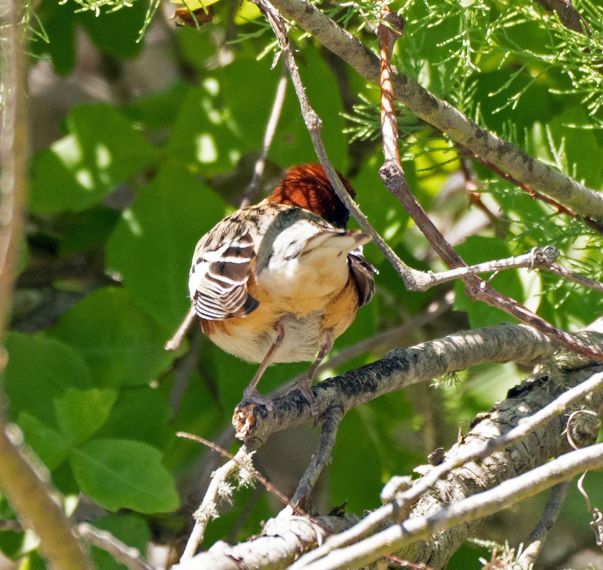 Bay-breasted Warbler - ML567371511