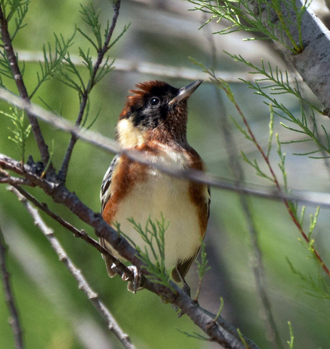 Bay-breasted Warbler - Scott Berglund