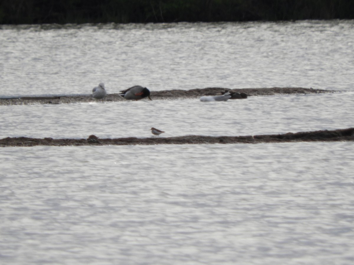 Solitary Sandpiper - ML56737331
