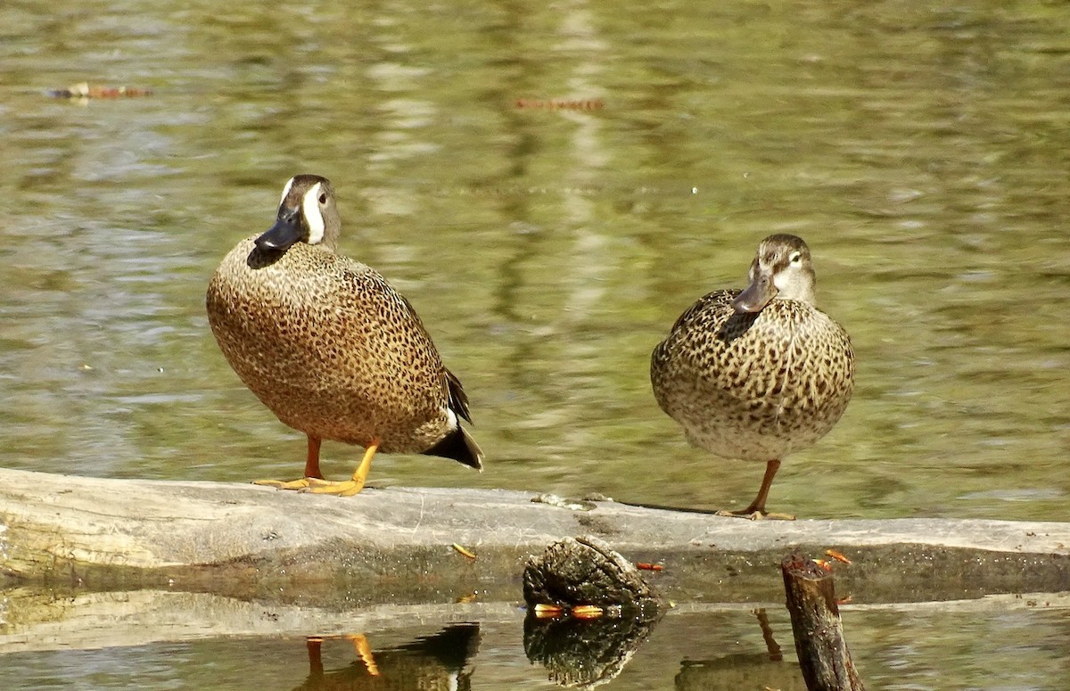 Blue-winged Teal - ML567374721