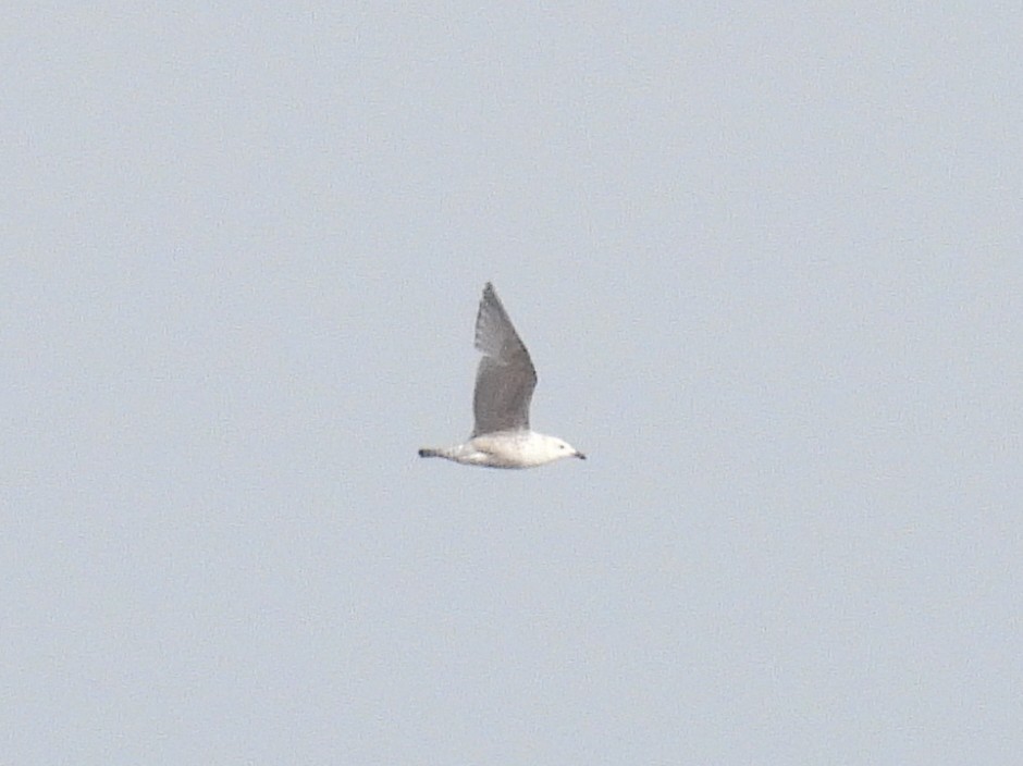 Yellow-legged Gull - ML567375681