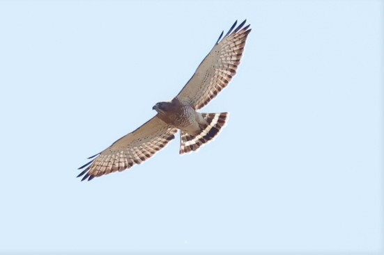 Broad-winged Hawk - ML567376301