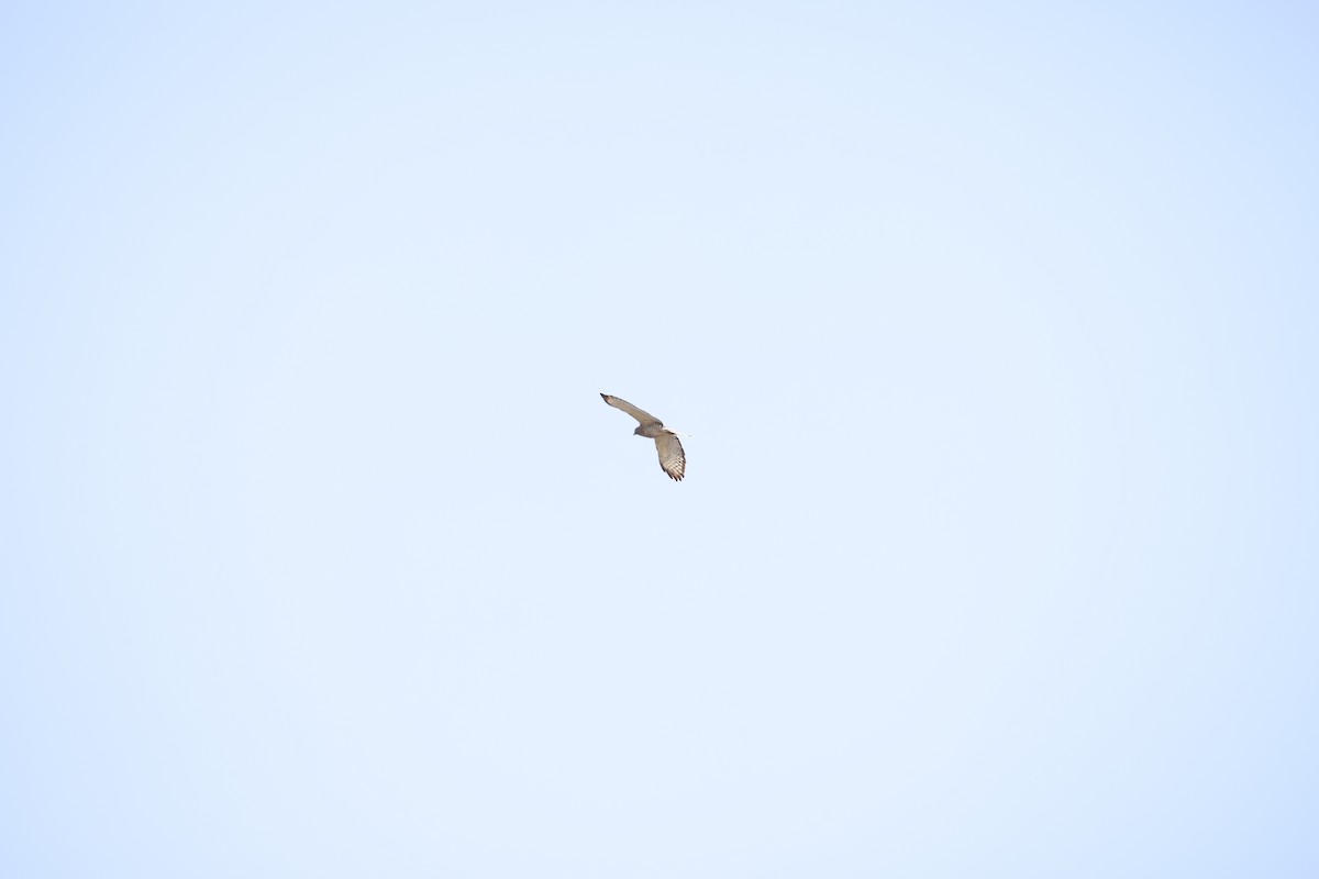 Broad-winged Hawk - ML567376361