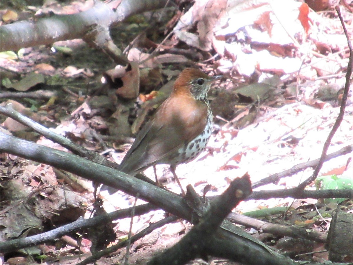 Wood Thrush - ML567376691