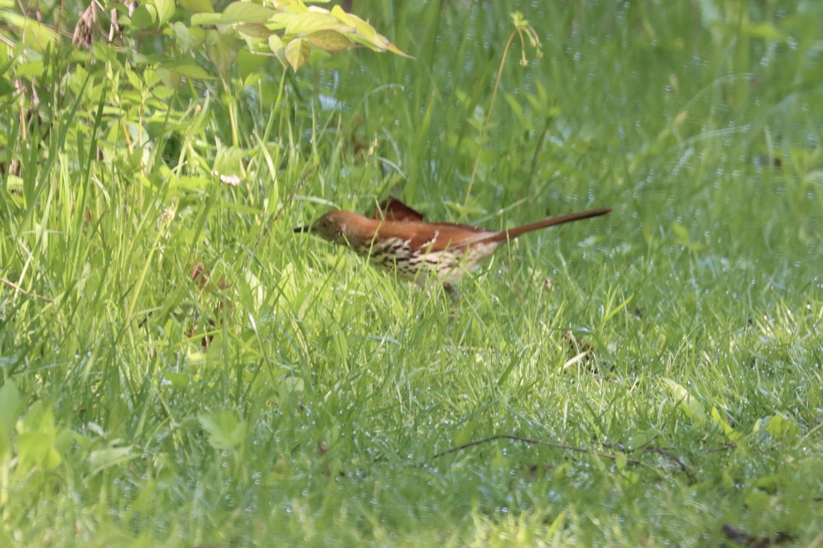 Brown Thrasher - ML567377721