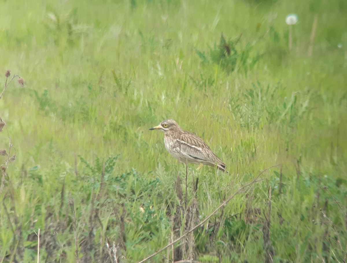 Eurasian Thick-knee - Daniel Ochterbeck