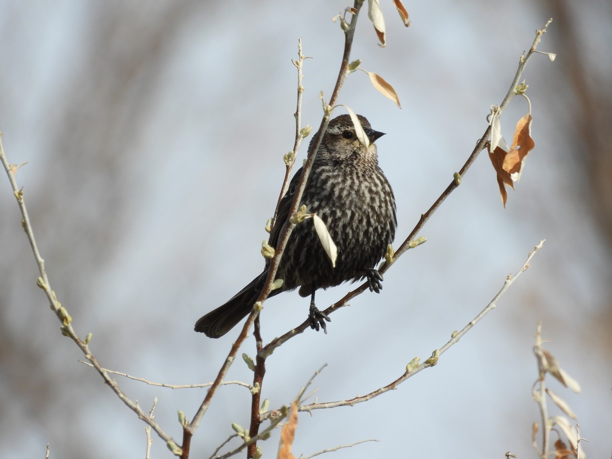 Red-winged Blackbird - ML567378051