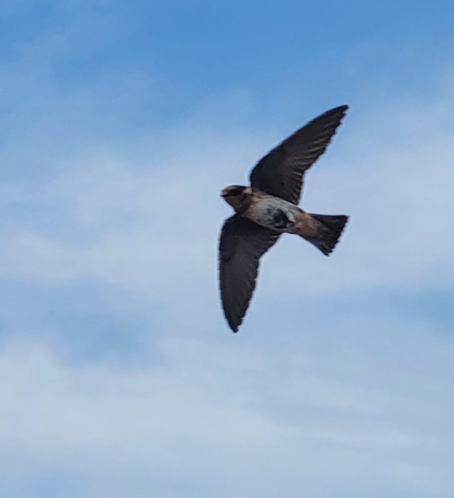 Cave Swallow - ML567380231