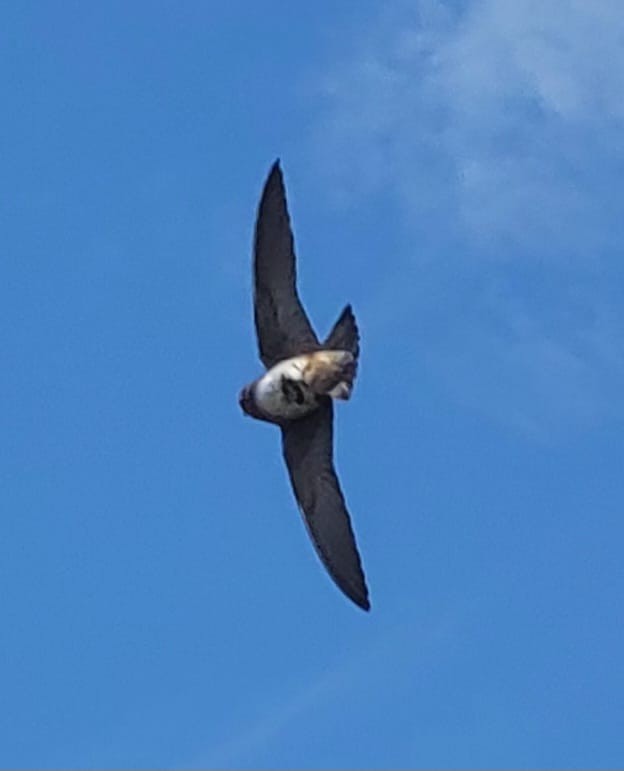 Cave Swallow - ML567380241