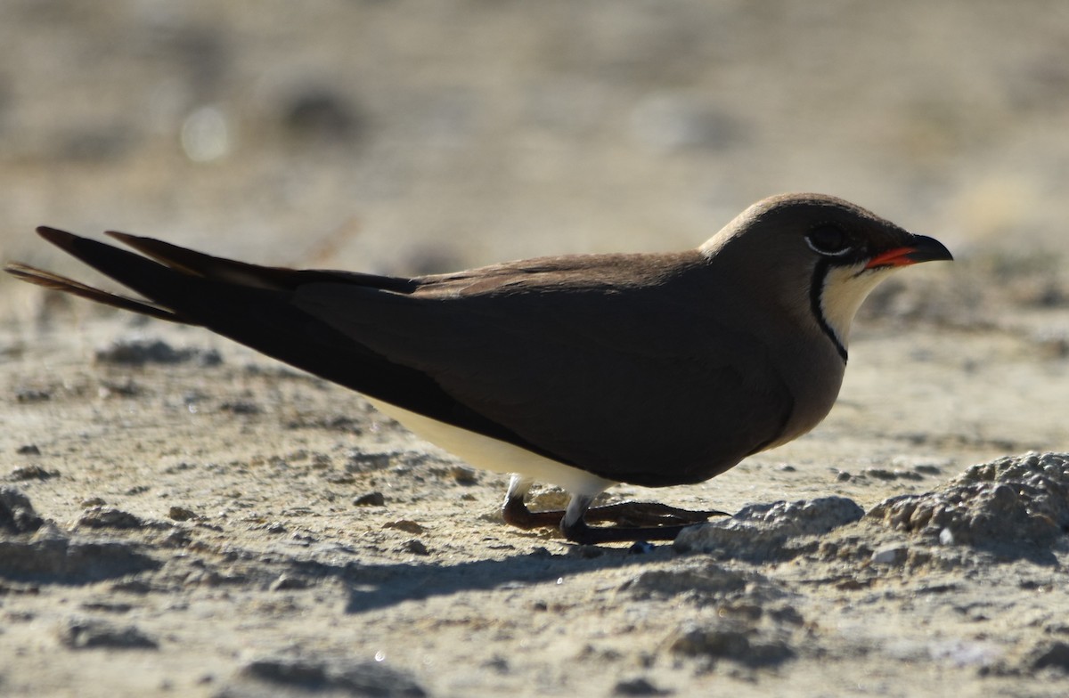 Collared Pratincole - ML567381201