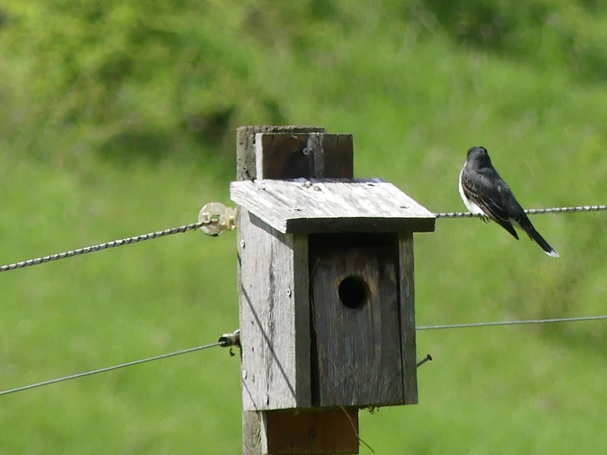 Eastern Kingbird - ML567383741