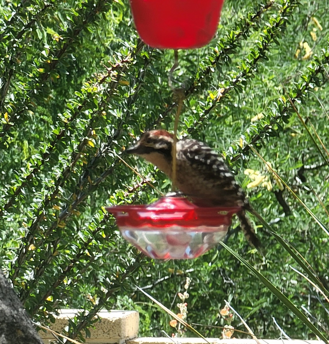 Ladder-backed Woodpecker - ML567384031