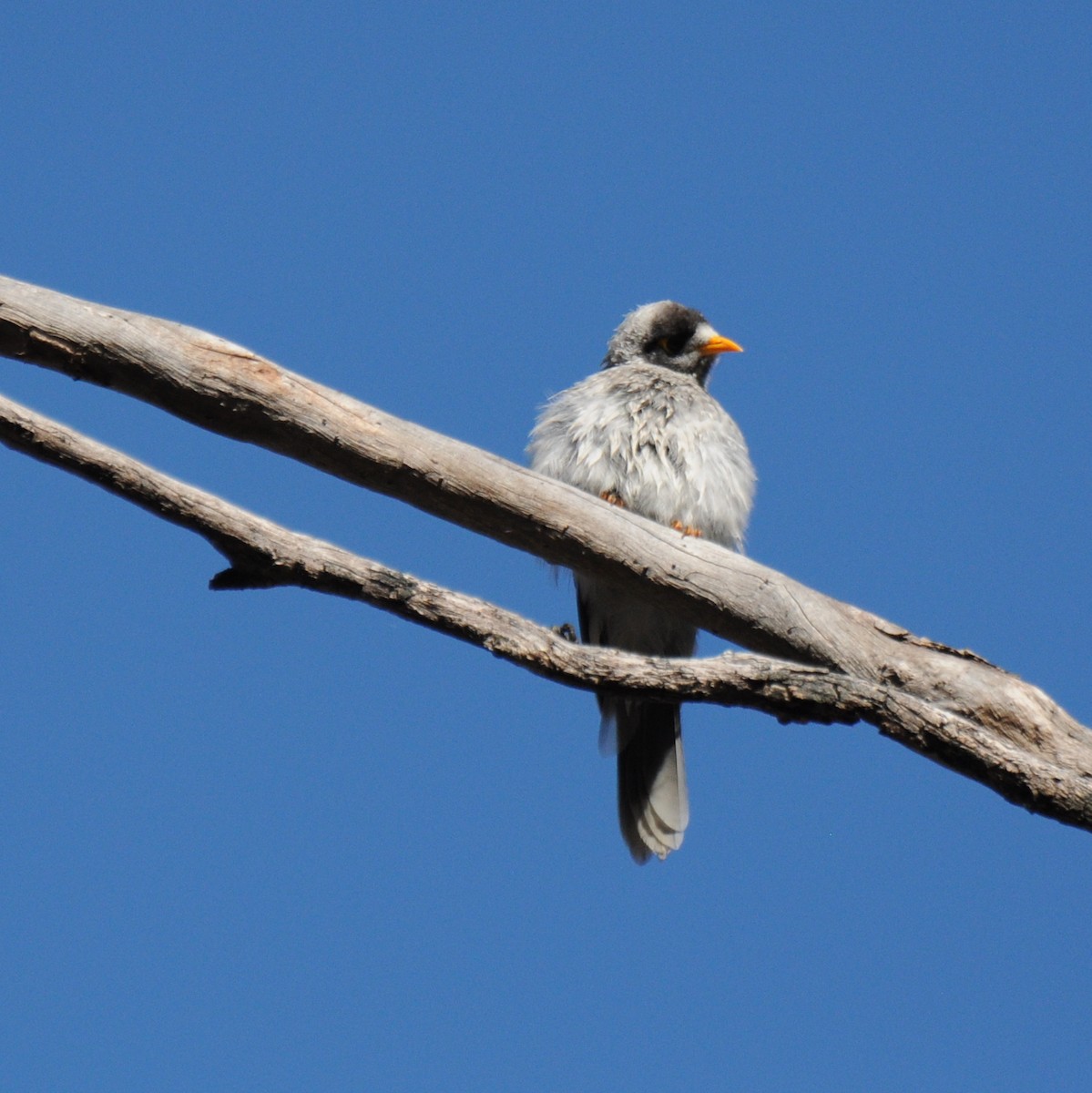 Noisy Miner - Diana Flora Padron Novoa