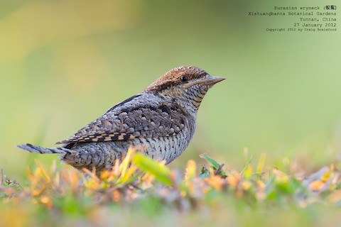 Photos - Eurasian Wryneck - Jynx torquilla - Birds of the World