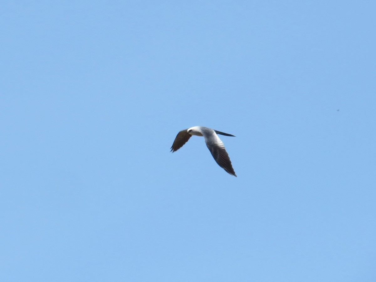 Mississippi Kite - WS Barbour