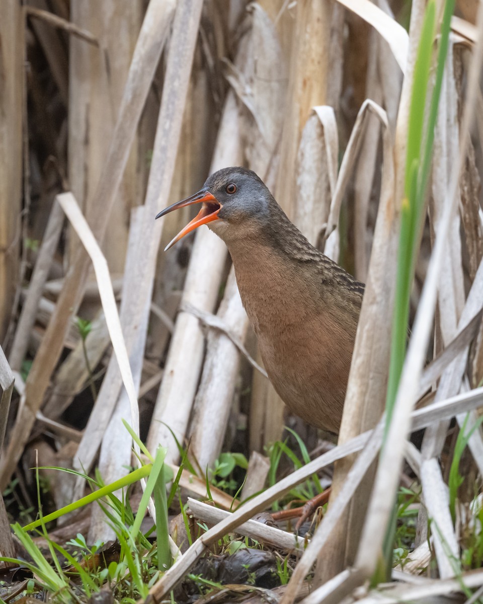 Virginia Rail - ML567386461