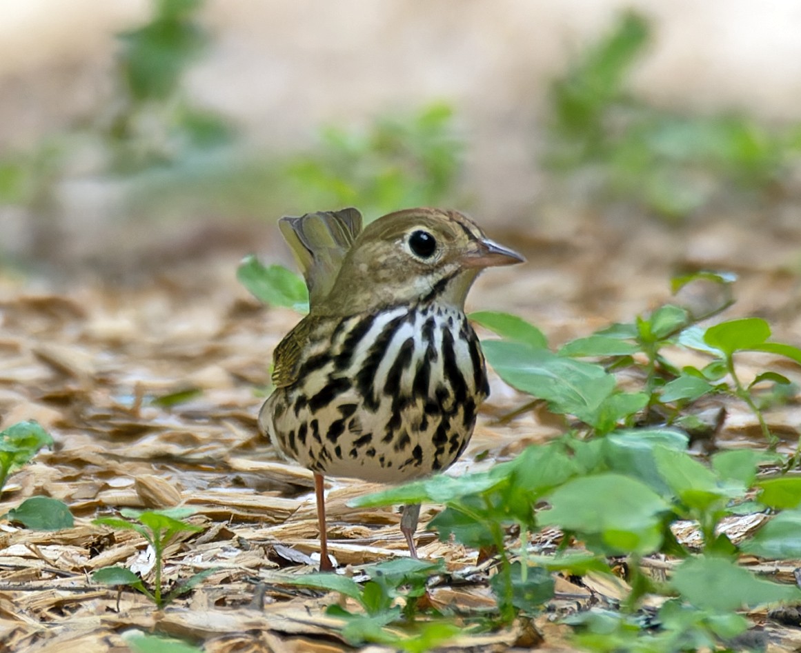 Ovenbird - ML567387761