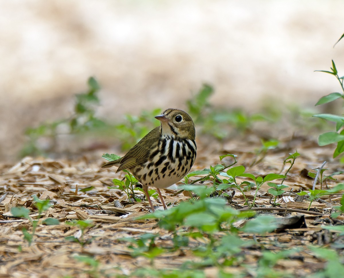 カマドムシクイ - ML567387781