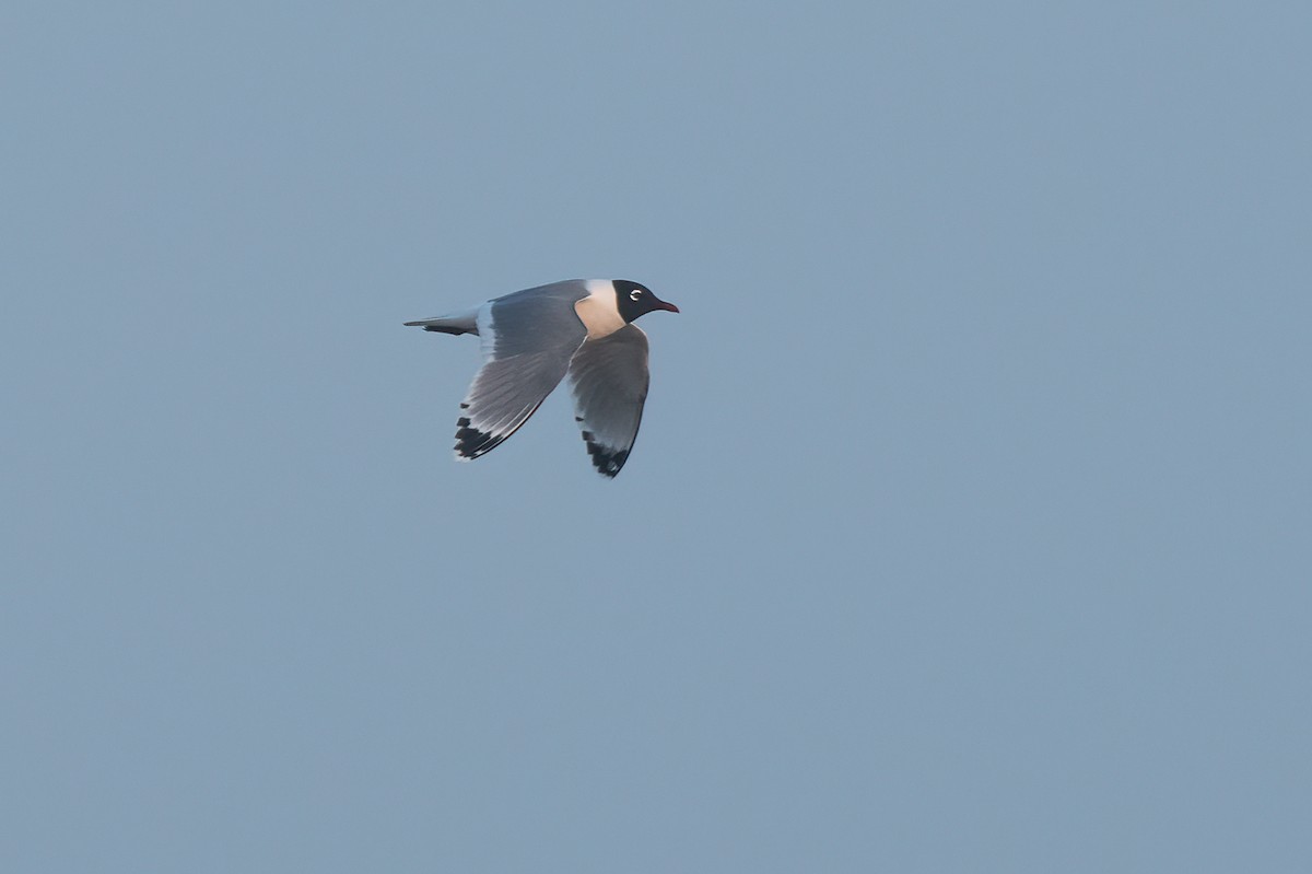 Franklin's Gull - Eric Ripma