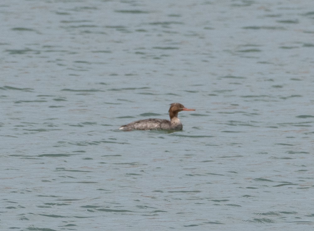 Red-breasted Merganser - ML567390911