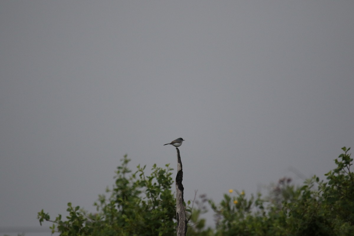 Blue-gray Gnatcatcher - ML567392771