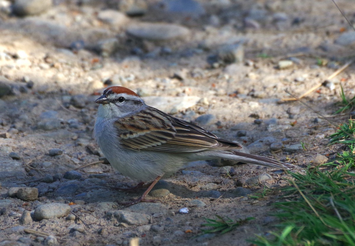 Chipping Sparrow - ML567392931